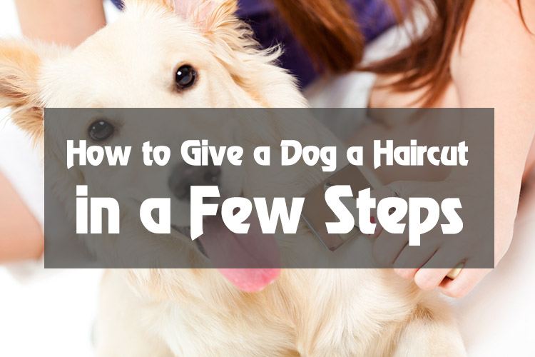How To Give A Dog A Haircut?
