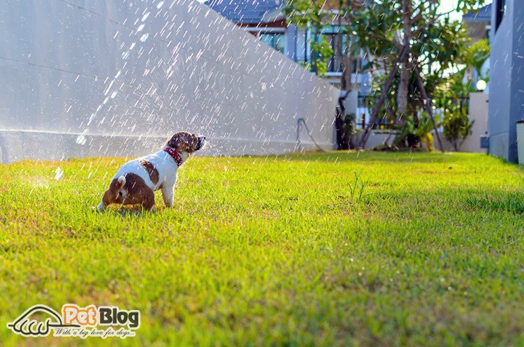 can you give a dog a bath with baby shampoo