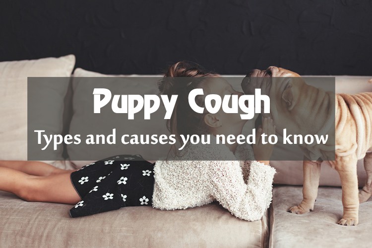 Do You Want To Know How To Stop Puppies Cough?