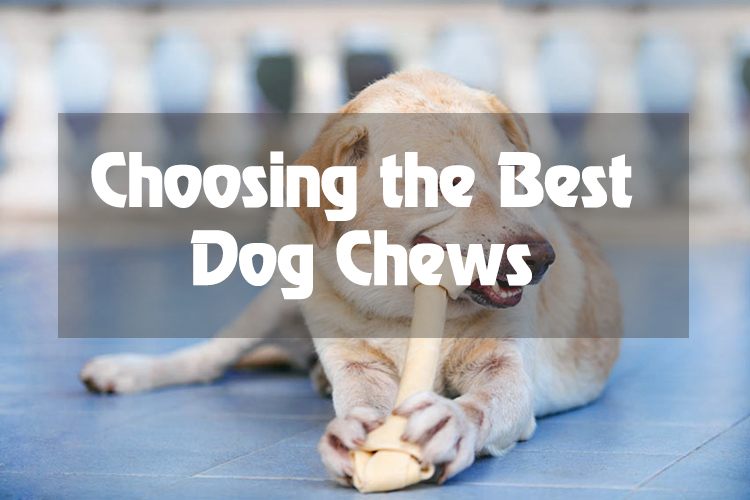 The 5 Best Dog Bones For Playful Biters