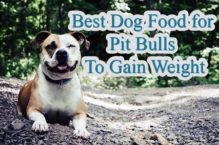 Choose The Best Dog Food For Pit Bulls To Gain Weight Right here!