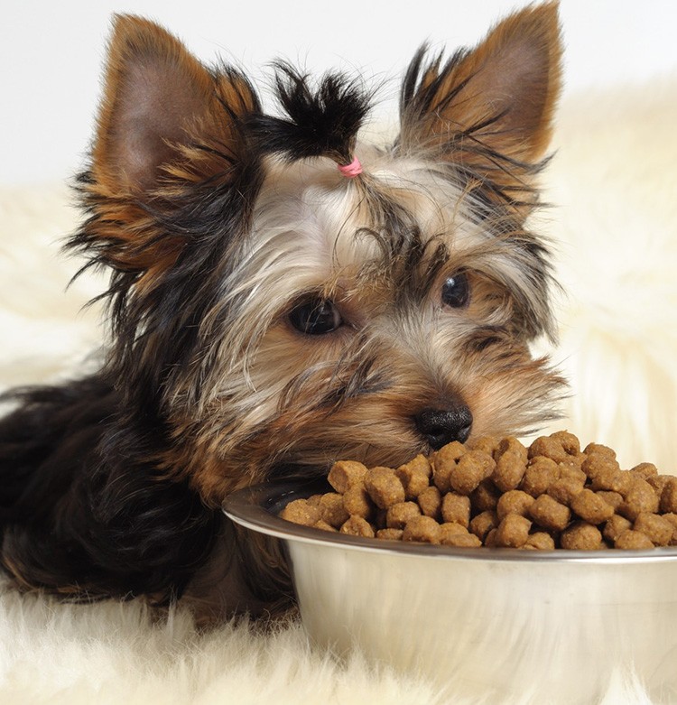The Top 5 Best Food For Yorkie Puppy You All Need!