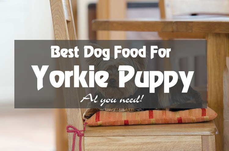 The Top 5 Best Food For Yorkie Puppy You All Need!