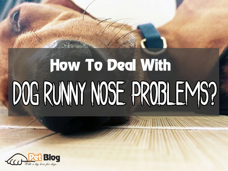 How To Deal With Dog Runny Nose Problems?