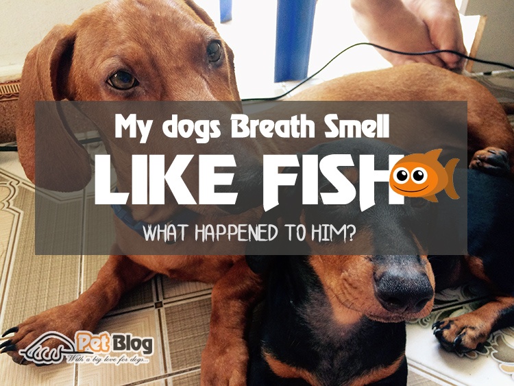 Why Does My Dog’s Breath Smells Like Fish? Here Is Everything You Need To Know!