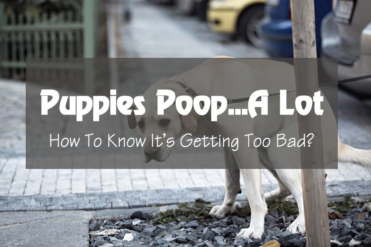 Puppies Poop A Lot: How To Know It’s Getting Too Bad?