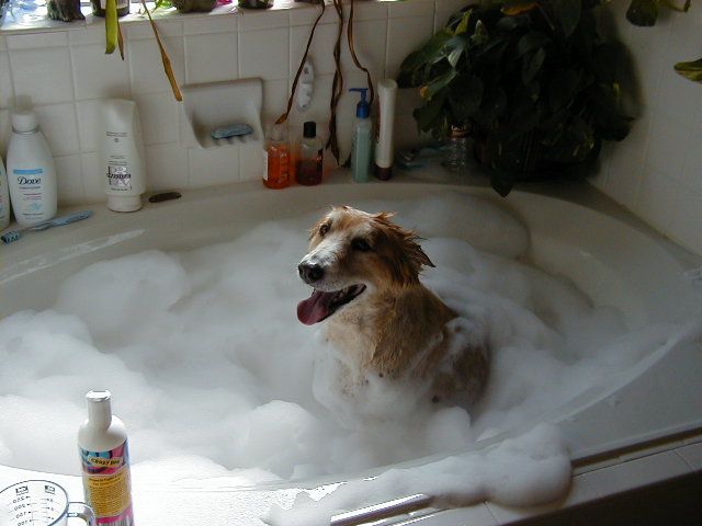 can you give a dog a bath with baby shampoo