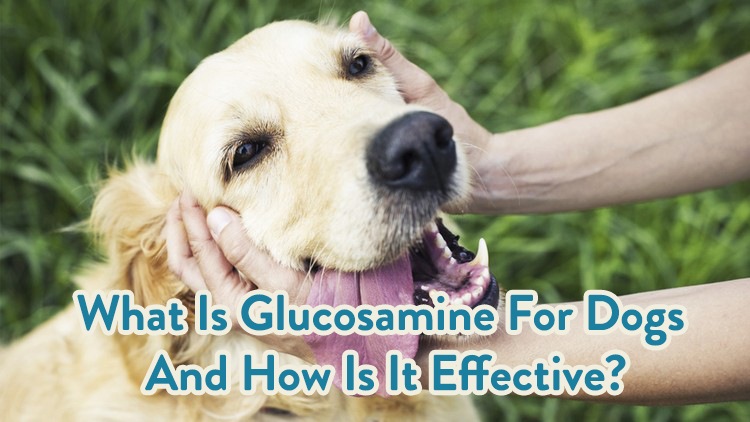 What Is Glucosamine For Dogs And How Is It Effective?