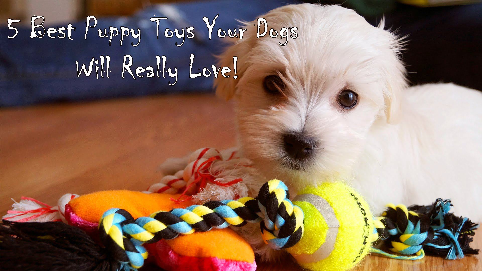 5 Best Puppy Toys Your Dogs Will Really Love!