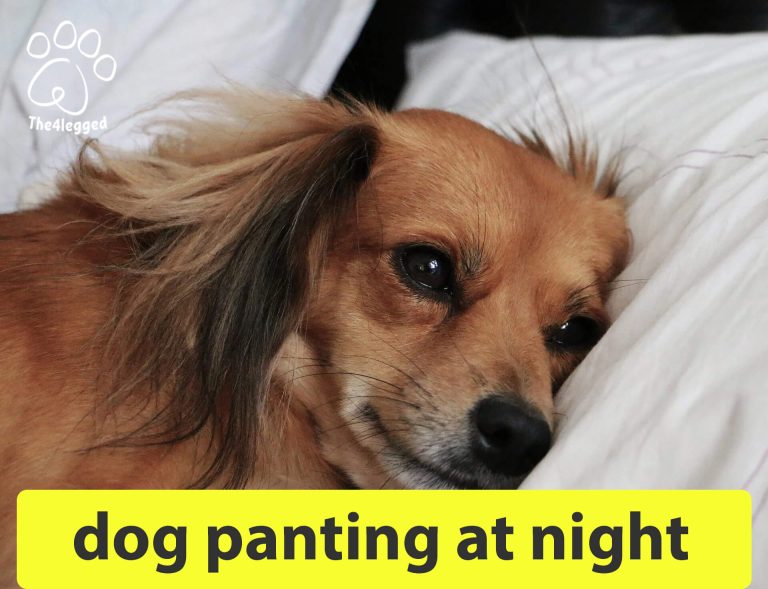 My Dog Is Panting At Night. What should I do?