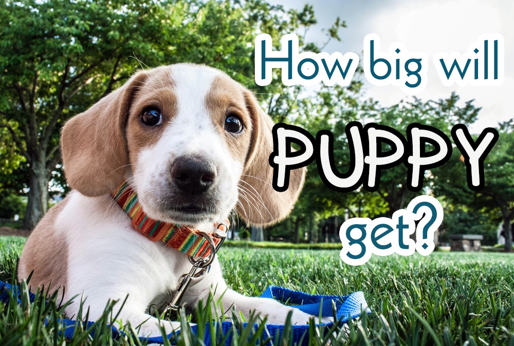 How big will your puppy get? Find out here right now!