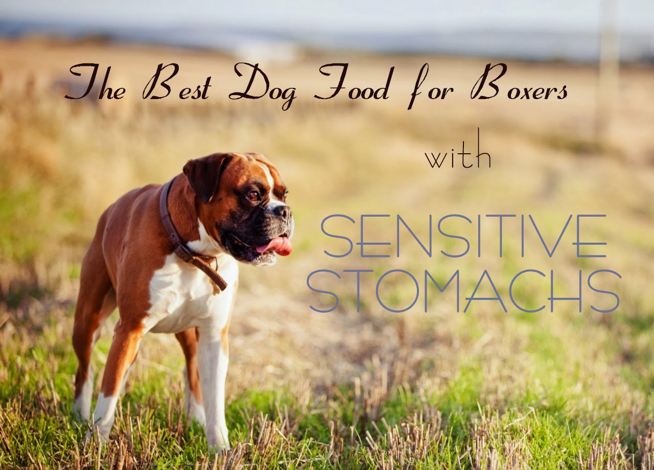 The Best Dog Food for Boxers with Sensitive Stomachs