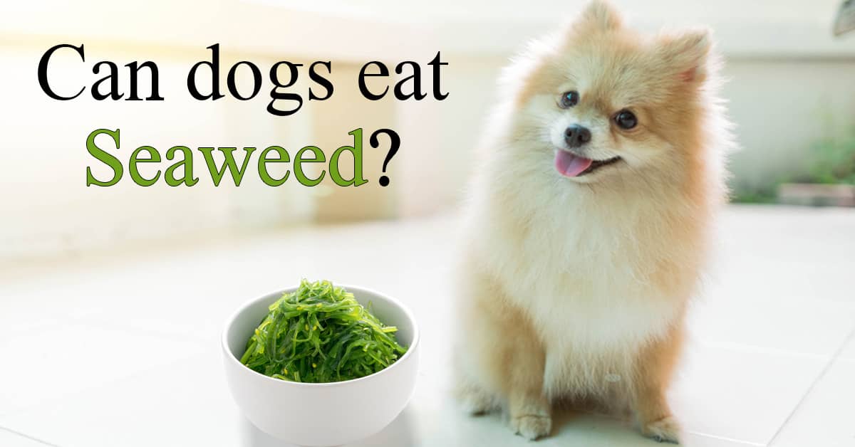 Can dogs eat seaweed? Yes! Know the Reasons Why