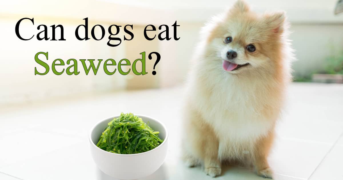 is dried seaweed good for dogs