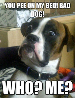 Why Does My Dog Pee On My Bed? Will You Care To Know?