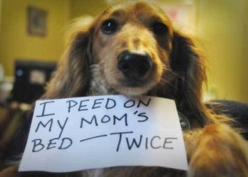 Why Does My Dog Pee On My Bed? Will You Care To Know?
