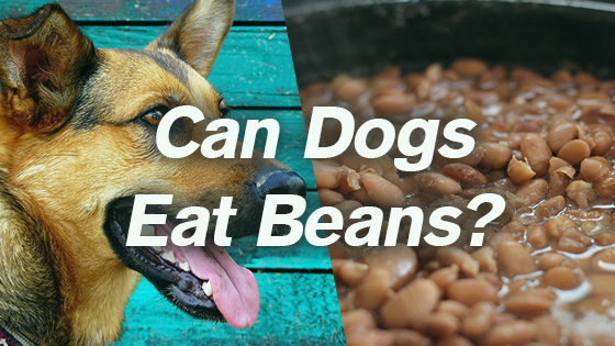 Can Dogs Eat Beans?