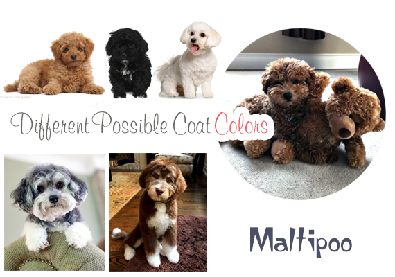 Maltipoo: What They Are and Are They for Me?