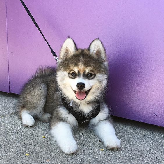 plush pomsky