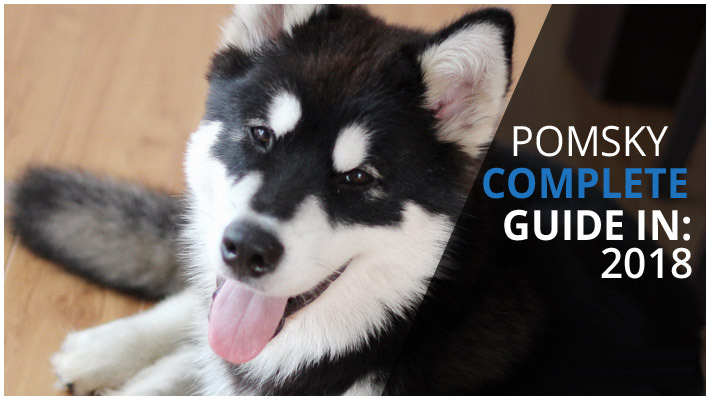 Pomsky is The Latest Cute Companion! Who’s With Me?