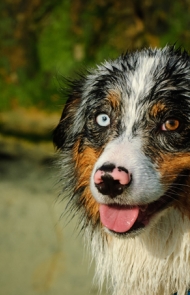 Bernese mountain dog