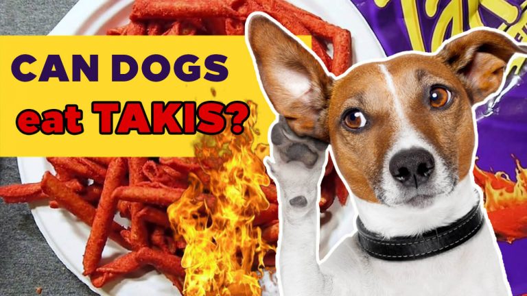 Why Shouldn’t Dogs eat Takis? Here’s What Will Happen!