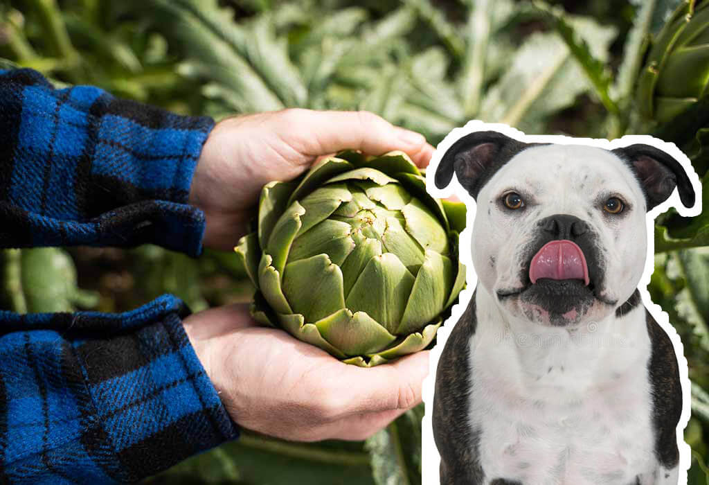 How to prepare artichokes for your dog