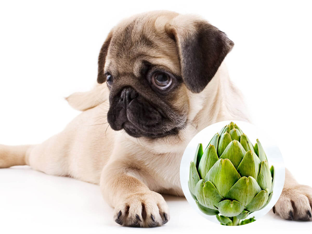 Can dogs eat artichokes?