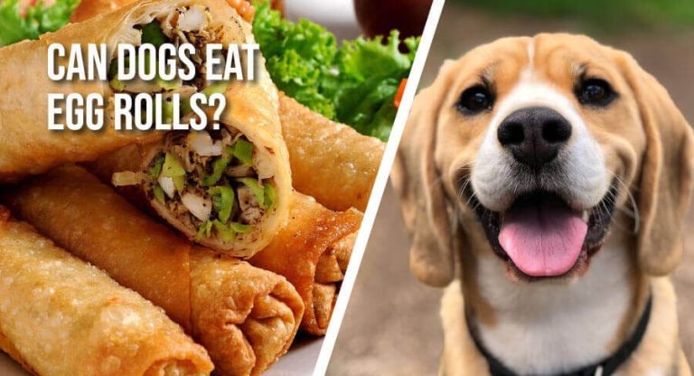 Can Dogs Eat Egg Rolls? Tip and Advice From the Experts