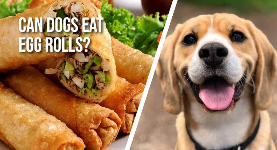 Can Dogs Eat Egg Rolls 1 The4Legged