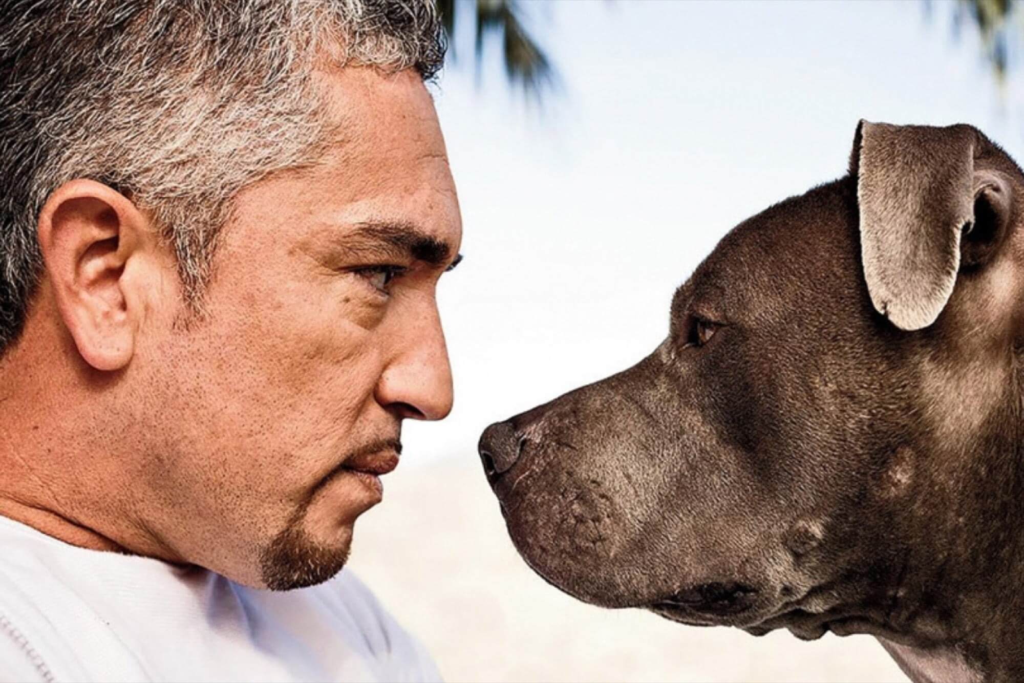 Cesar Millan (1)