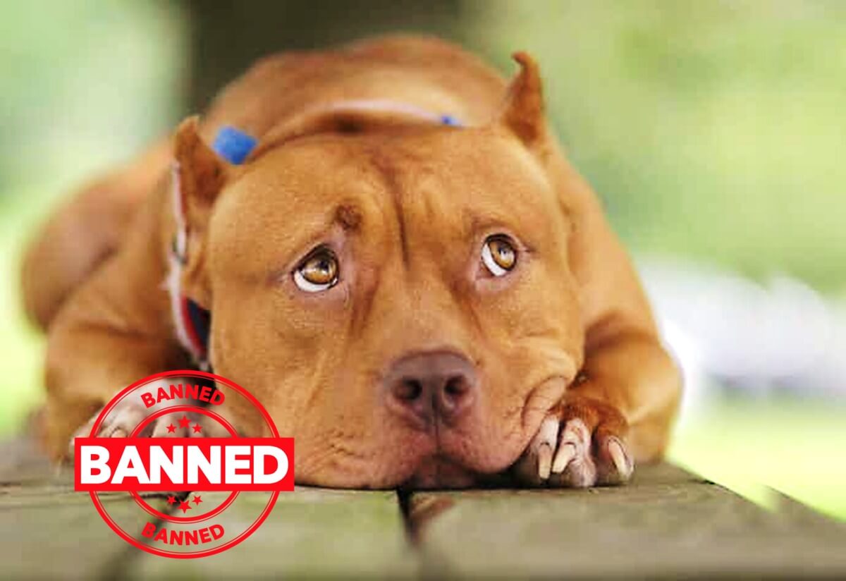 Why-Are-Pit-Bulls-Banned-1