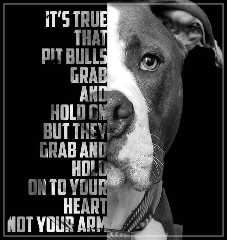 Why-Are-Pit-Bulls-Banned-10