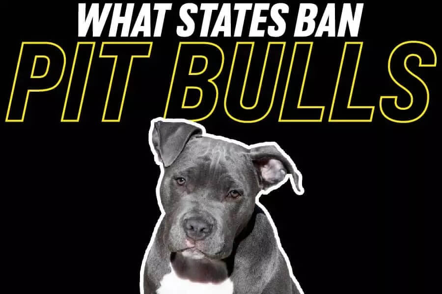 Why-Are-Pit-Bulls-Banned-11