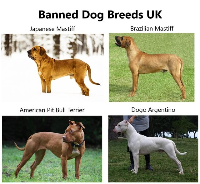 Why-Are-Pit-Bulls-Banned-12