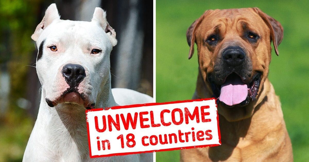 Why-Are-Pit-Bulls-Banned-13
