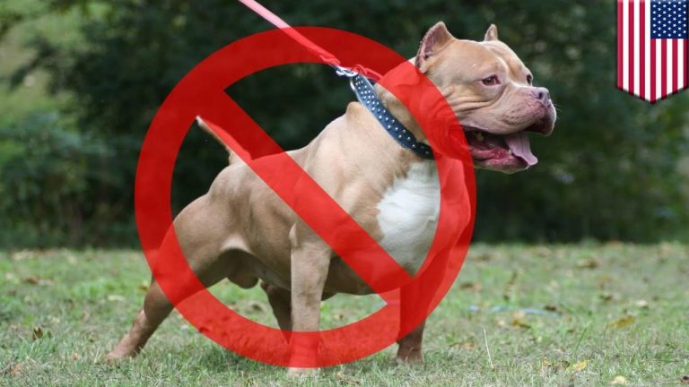 Where Are Pitbulls Banned? Fully updated and latest in 2023