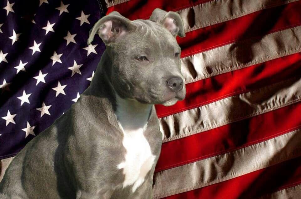 Why-Are-Pit-Bulls-Banned-5