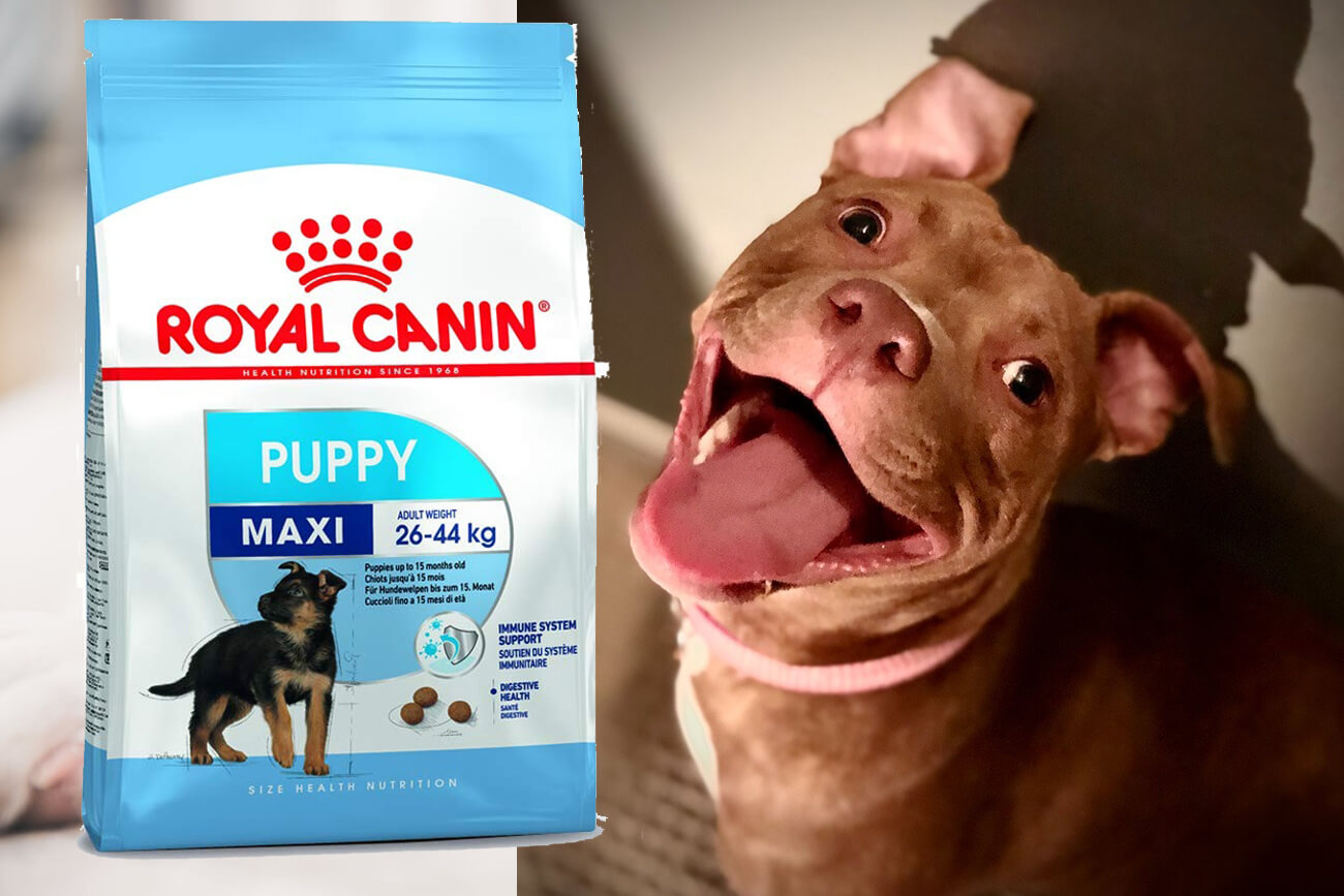 best-dog-food-for-pitbull-puppies-10 (1)