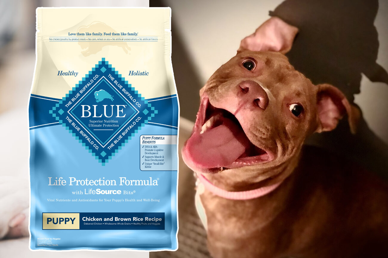 best-dog-food-for-pitbull-puppies