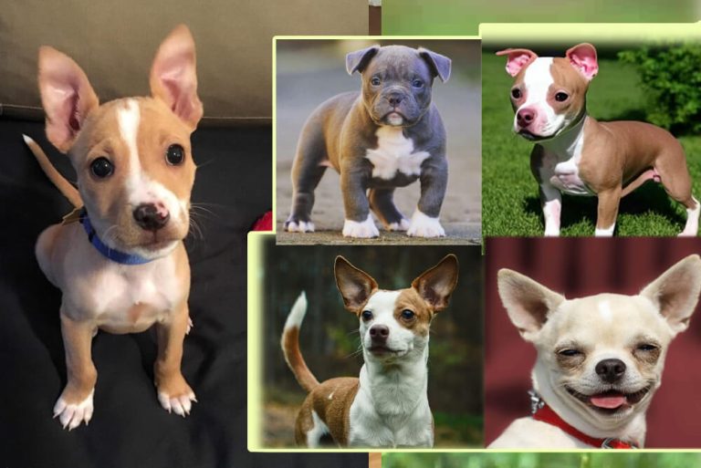 Is Pitbull Chihuahua Mix a Perfect Choice? Everything You Need to Know