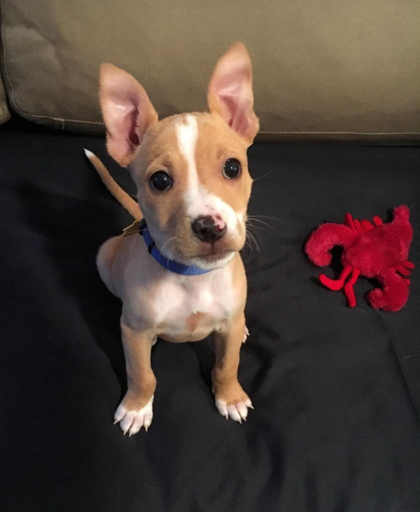 chihuahua-pitbull-mix-the4legged-3-1