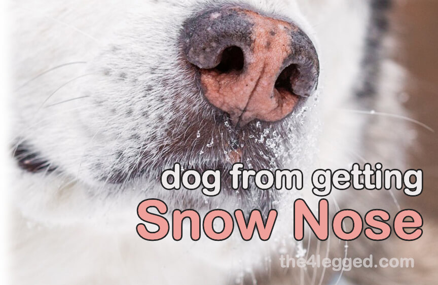 dog from getting Snow Nose