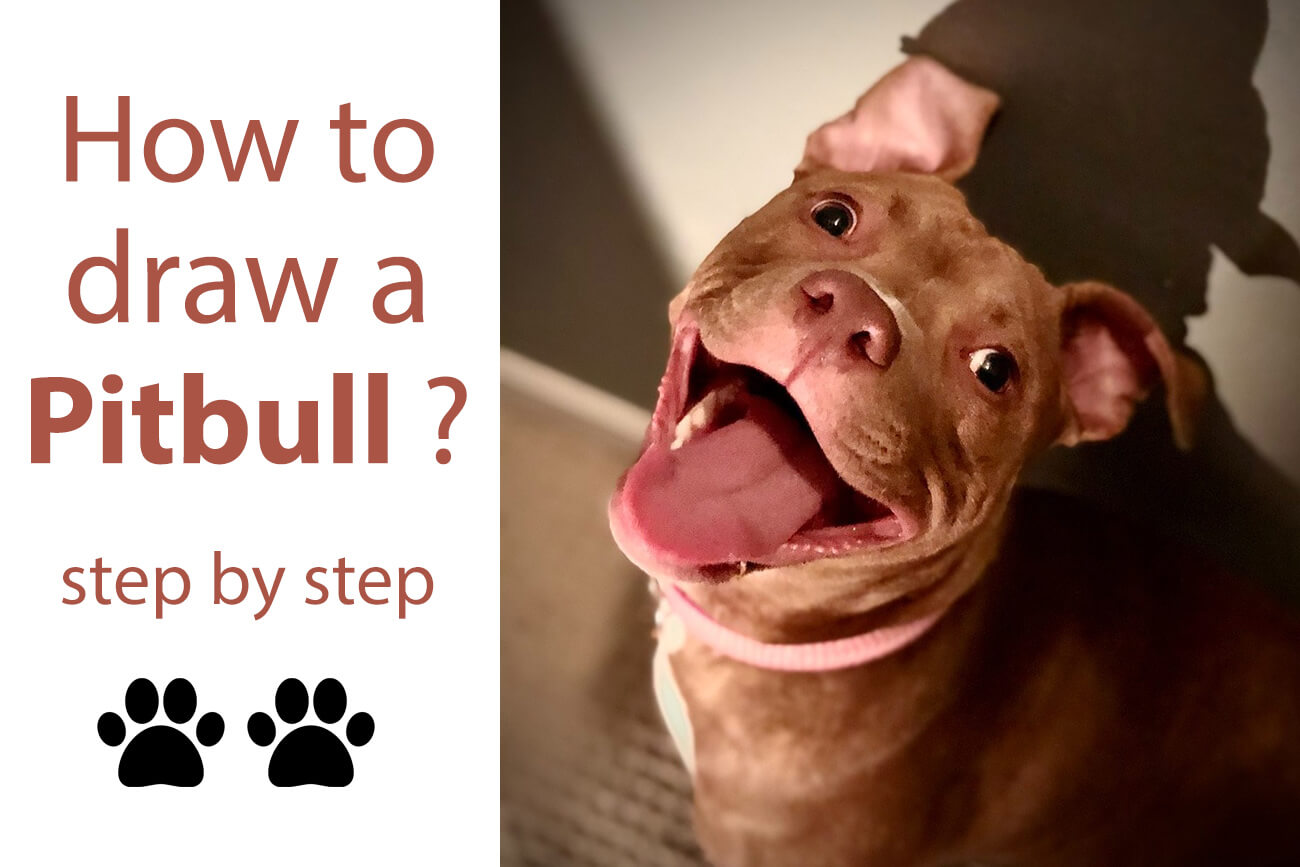 how-to-draw-a-pitbull-dog (1)