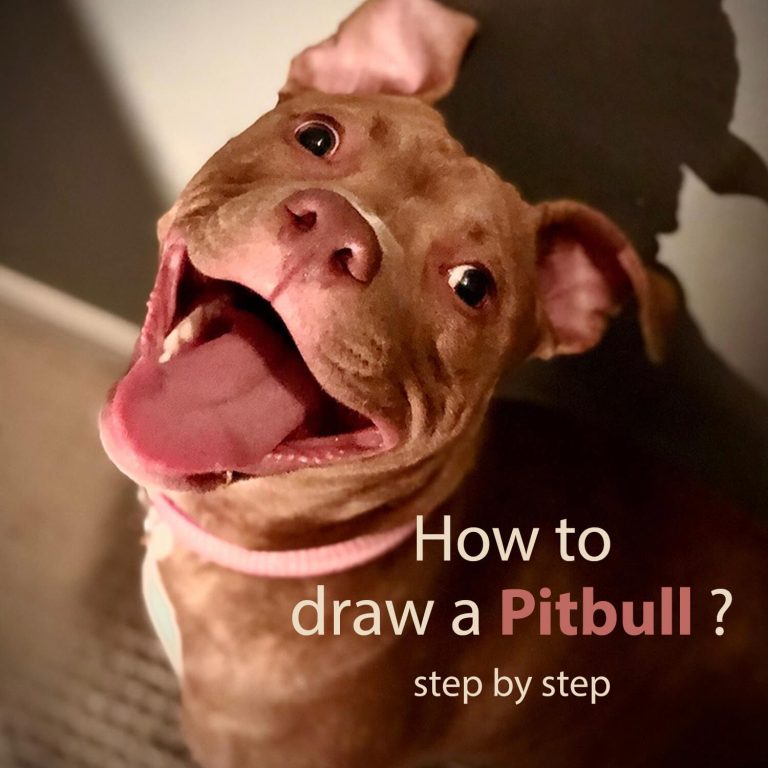 How To Draw a Pitbull Dog, Drawing Tips For Beginners
