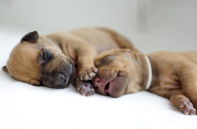 pitbull puppies born without tails