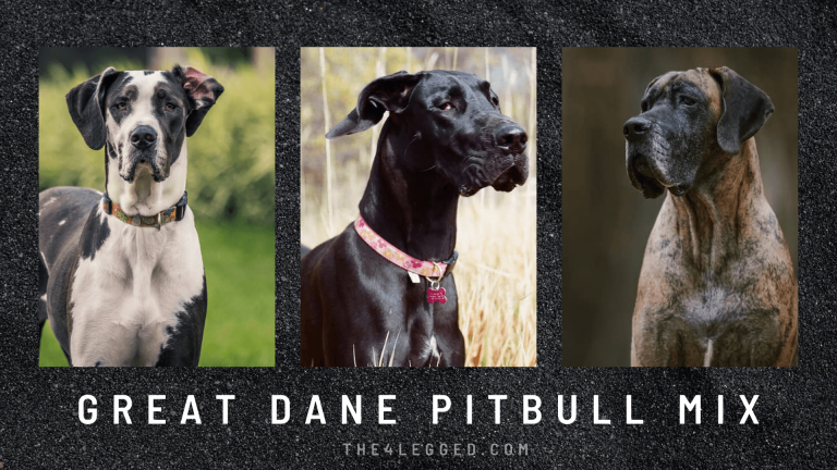 Is It A Good Choice To Adopt A Great Dane Pitbull Mix?