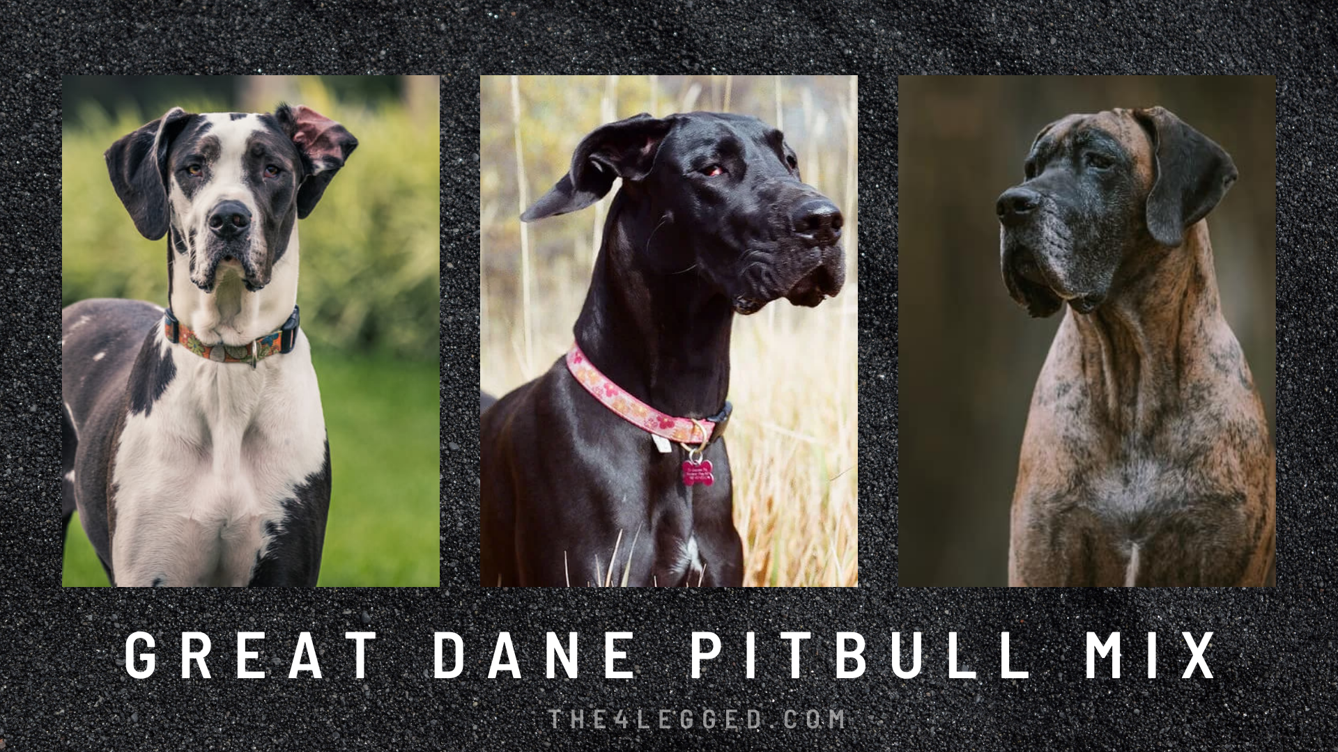 Great Dane And Pit Mixes-14