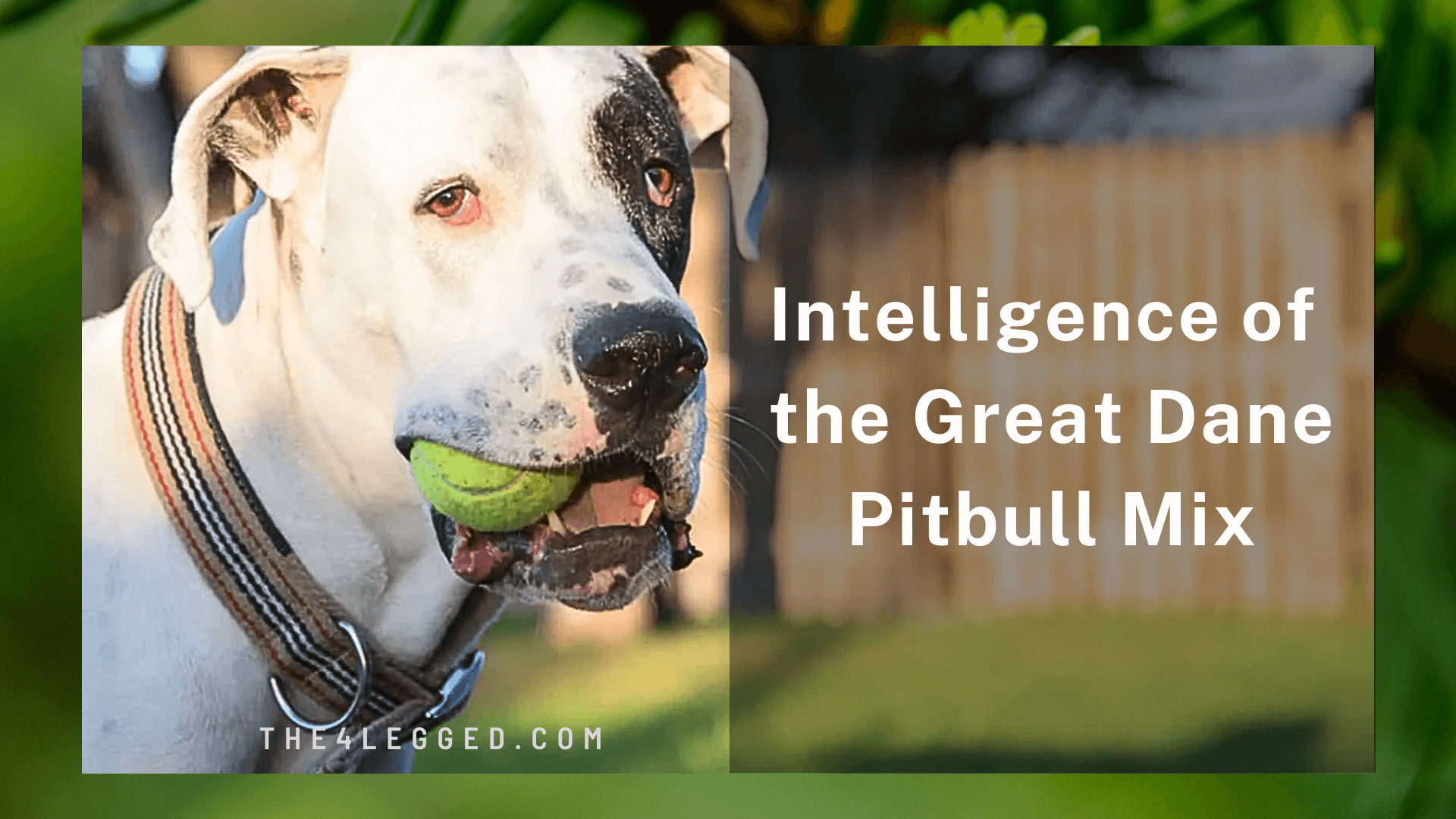 Pitbull Mix Great Dane-7