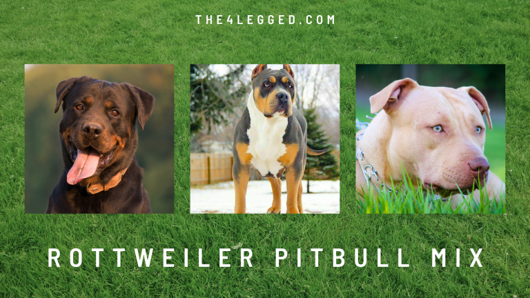 Why You Should Consider a Rottweiler Pitbull Mix as Your Next Pet?